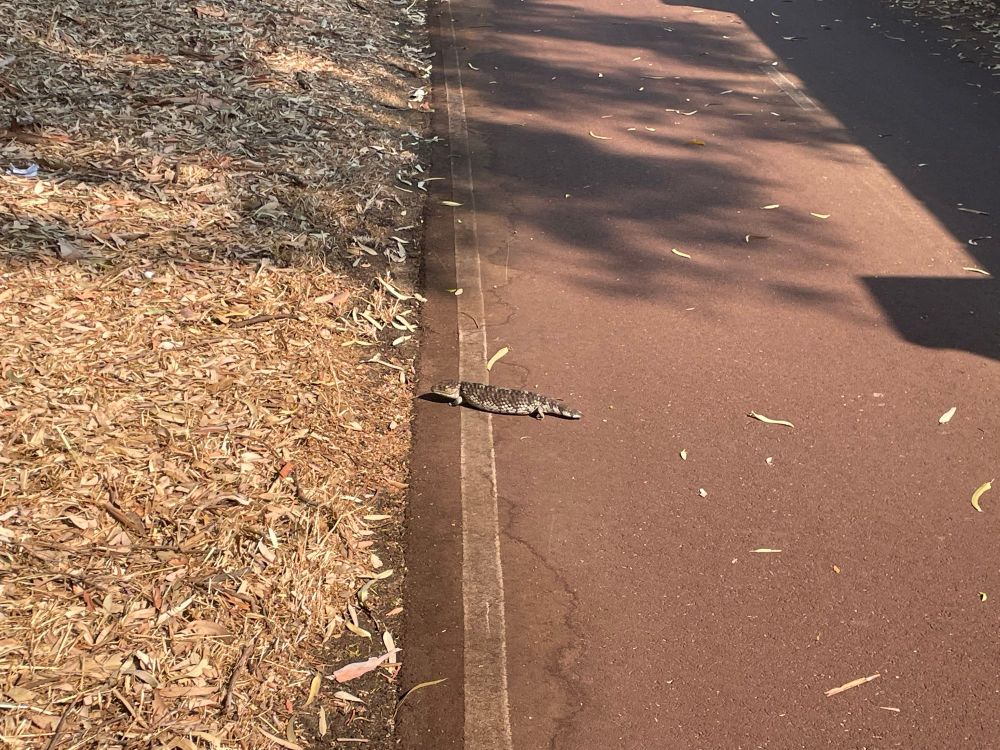 A bob-tail lizard has reached the edge of the bike path and is almost on the safer bush lane
