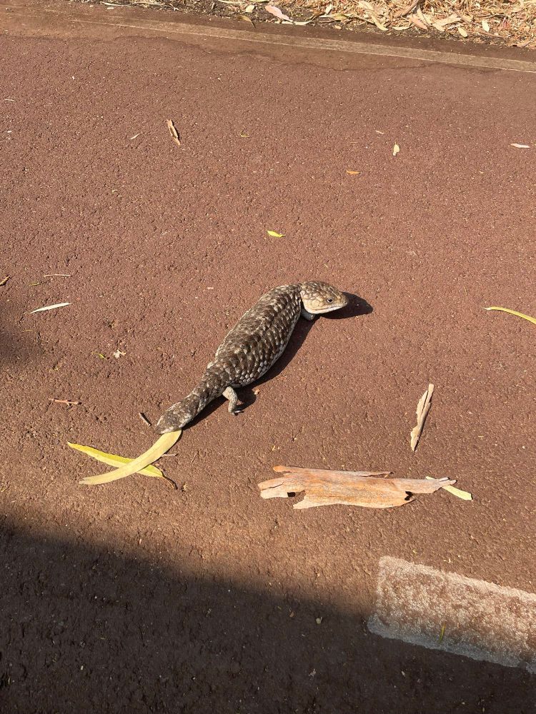 A bob-tail lizard on a bike path with some leaves scattered around. 