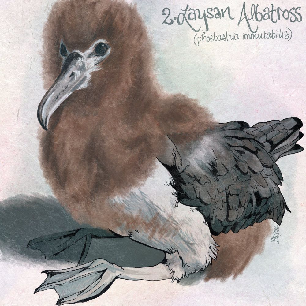 Digital painting of a juvenile laysan albatross