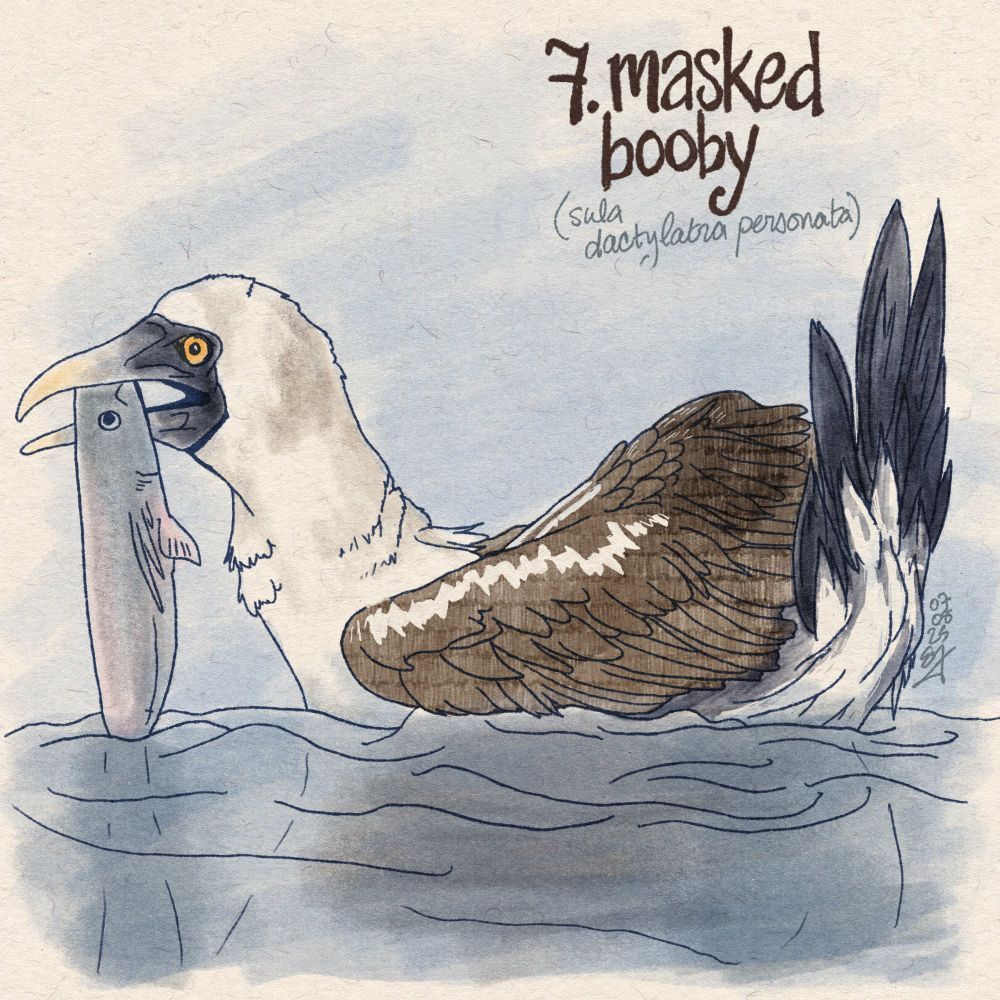 Digital painting of masked booby