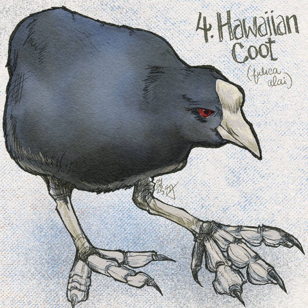 Digital painting of hawaiian coot