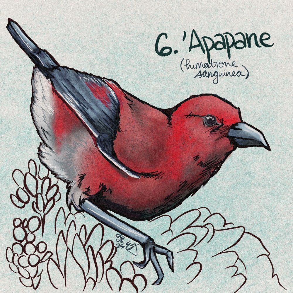 Digital painting of an 'apapane