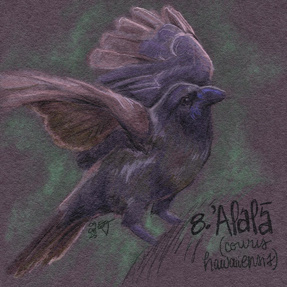 Digital drawing of hawaiian crow
