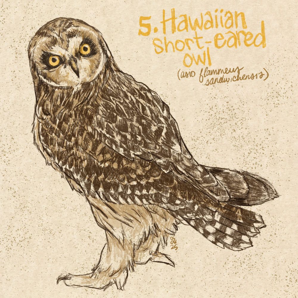 Digital drawing of hawaiian short-eared owl