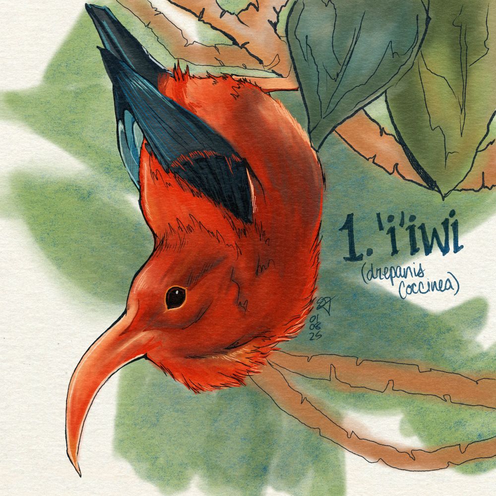 Digital illustration of iiwi