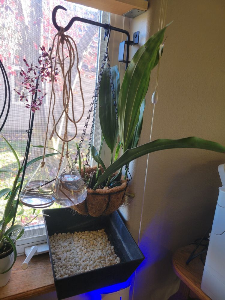 A plant with 16" leaves in a hanging basket above a water catch basin on a windowsill.
