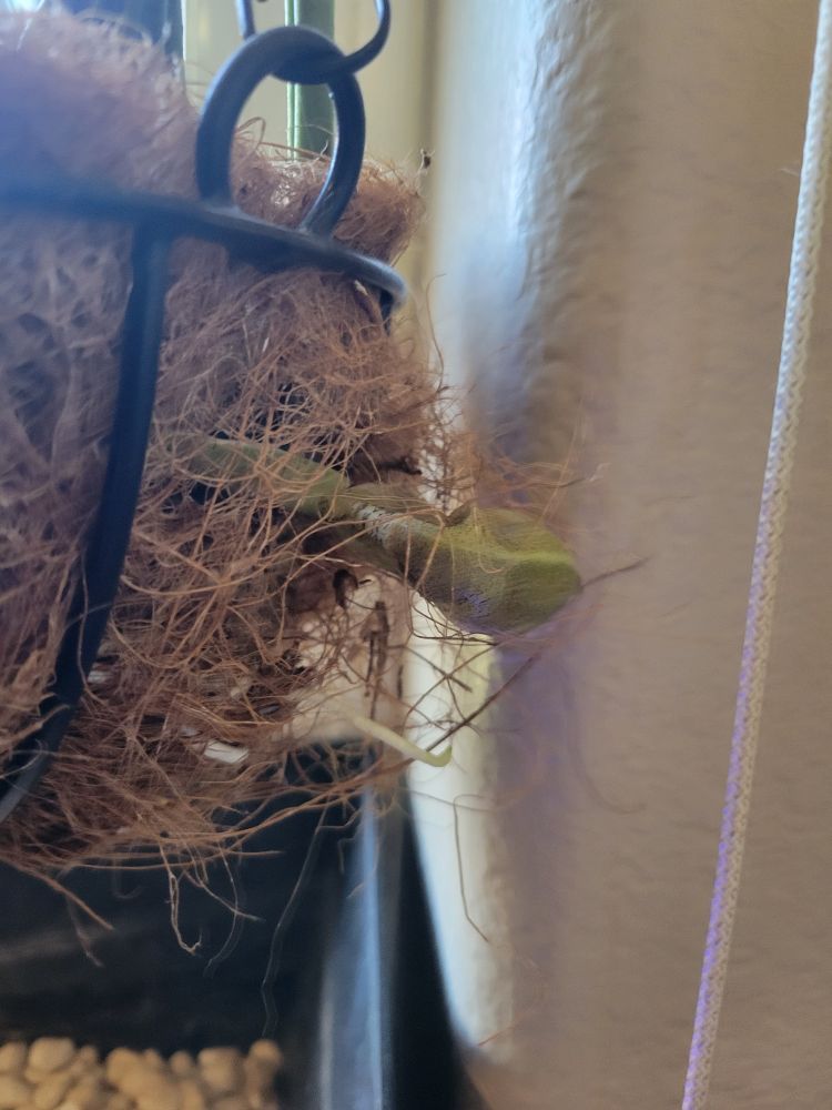 A bud pushing out the side of the basket