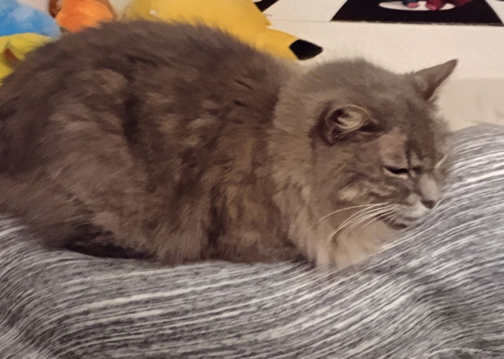 a grey cat loafing on a pillow 