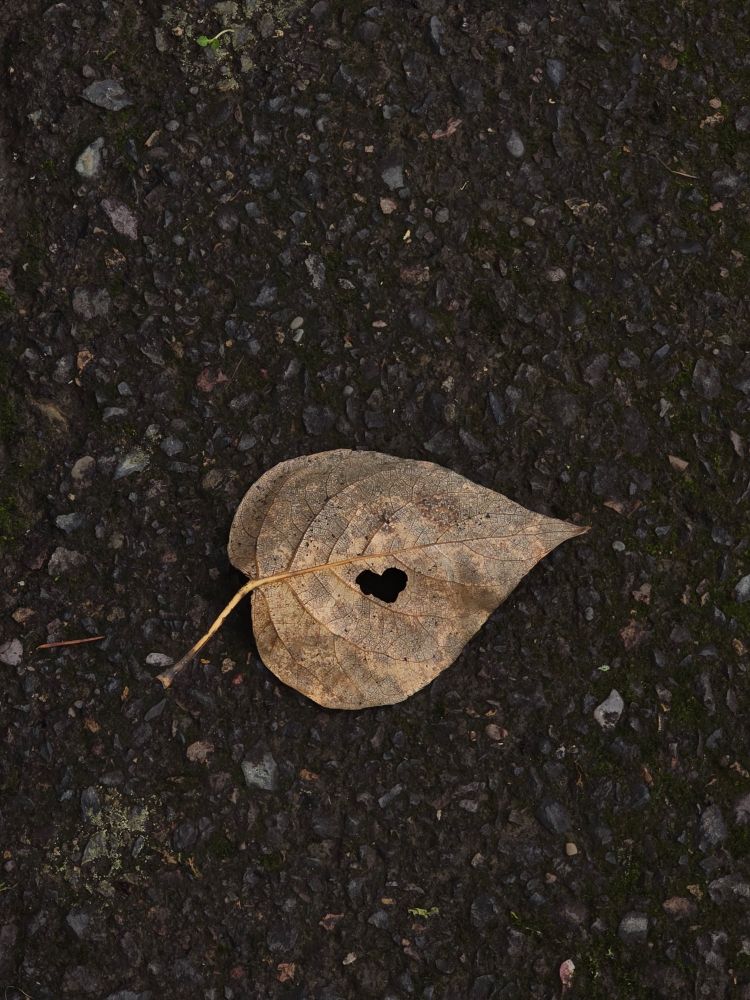 Leaf on a cement trail with a heart hole 