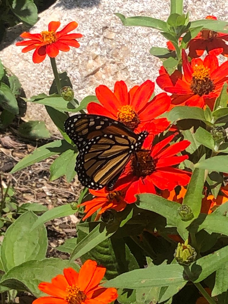 A monarch butterfly on a red flower 