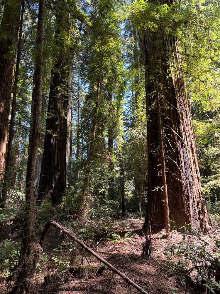 Redwood trees in an old growth forest.