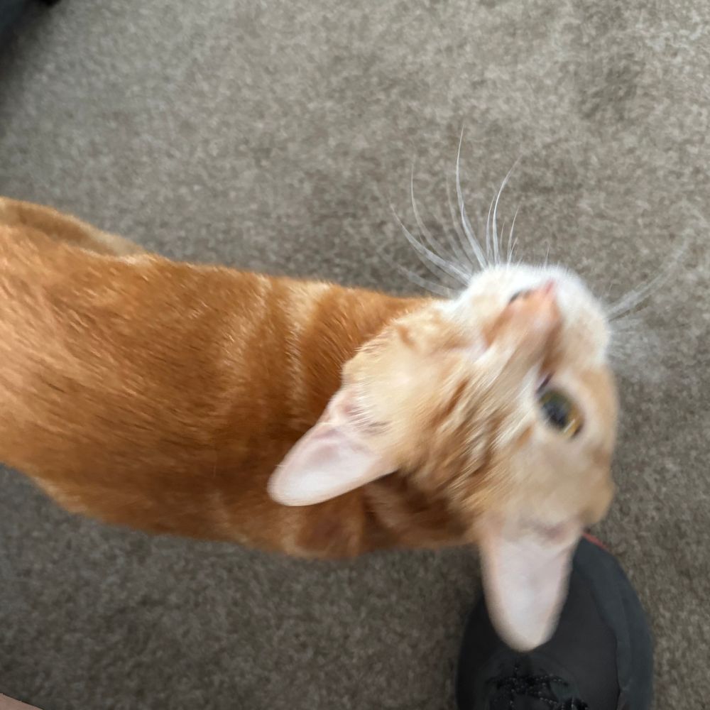 Orange tabby cat with one eye looking up.
Named Ginger.