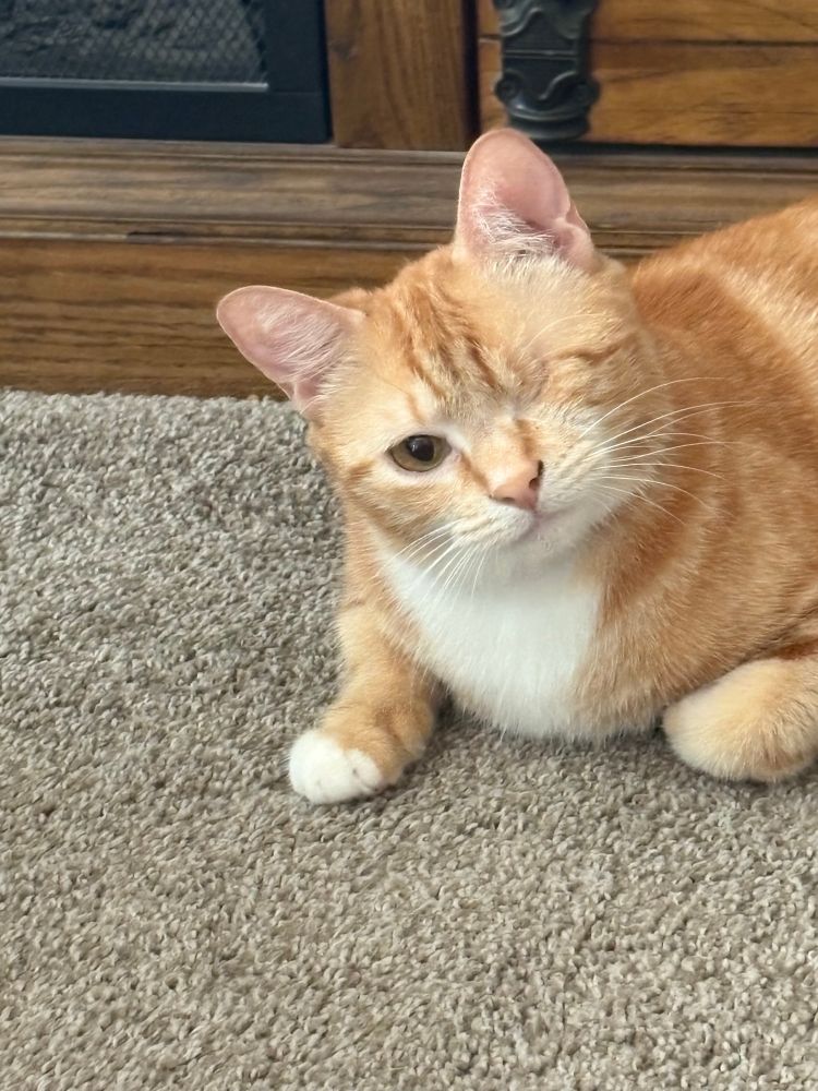 Orange tabby cat, one eye looking at you.
