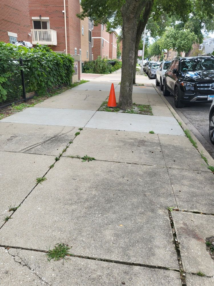An orange cone sitting next to a tree in the parkway