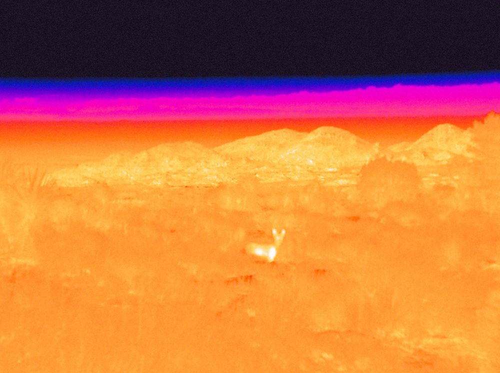 a thermal coyote looks at us from a psychedelic desert