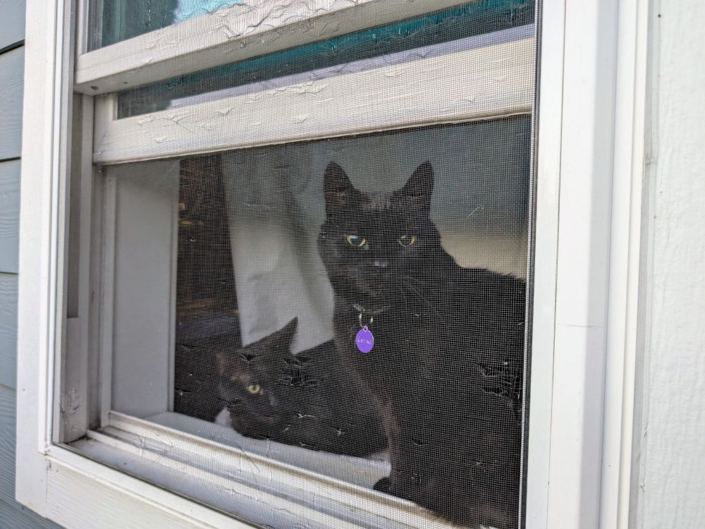 Two black kitties sharing a window 