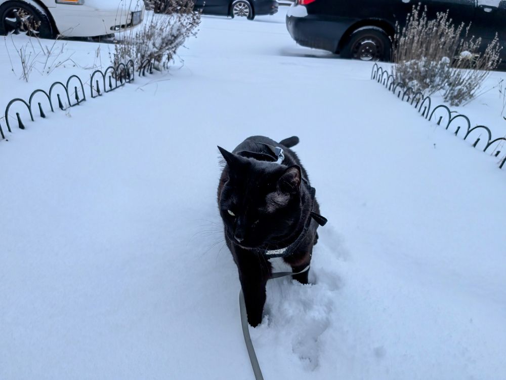 Black cat in snow.