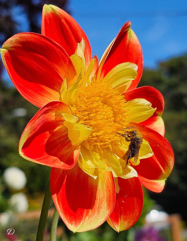A beautiful Pooh Bear Dahlia is being visited by a pollinating bee. Considering how much Pooh loves honey, I think this is just perfect! They named this Pooh because of the colors. Pooh Bear is yellow and he wears a red shirt. This beautiful dahlia is exactly those two colors.