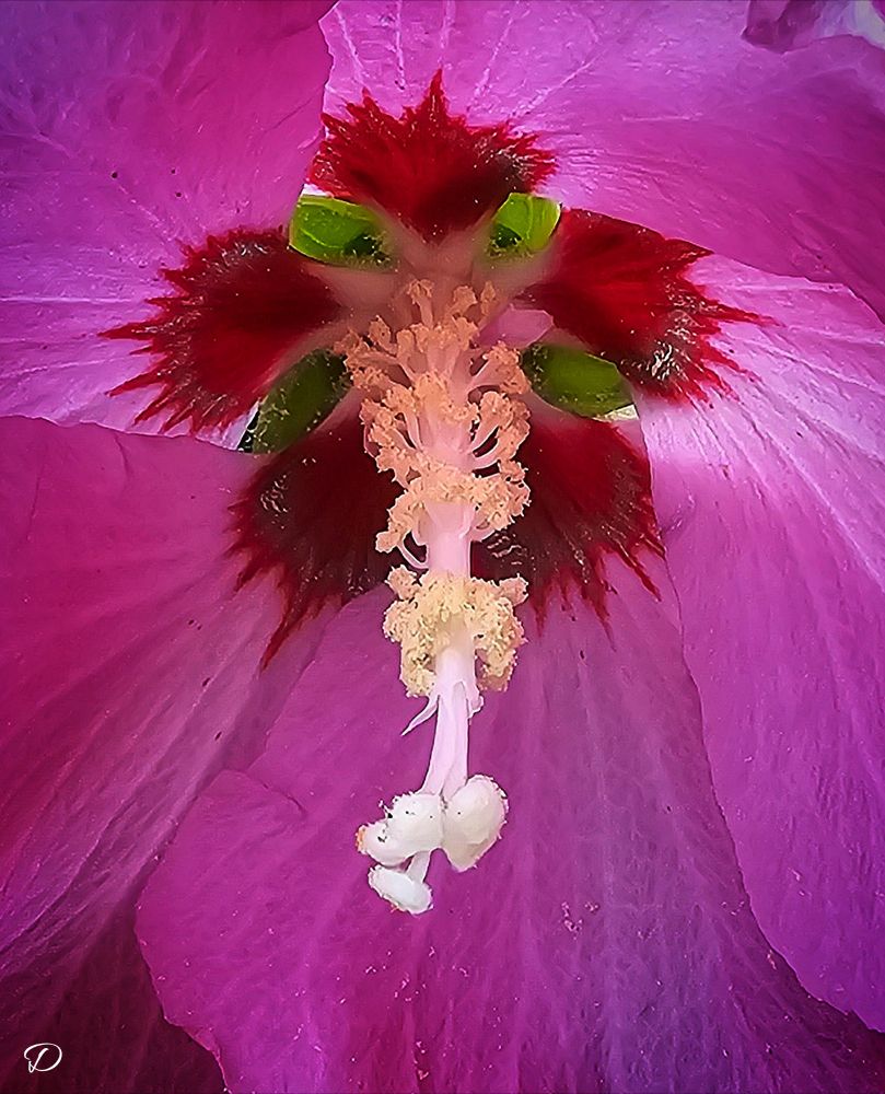 The inside of a pink hibiscus looks like something out of Dr Seuss. The petals are a lighter pink and the inside is red with the green bottom showing through looking like eyes. The pollen that has fallen onto the eyes make it seem as though it is staring into your soul with a very kind and caring gaze. The stamen makes it look a bit like an elephant 🤗