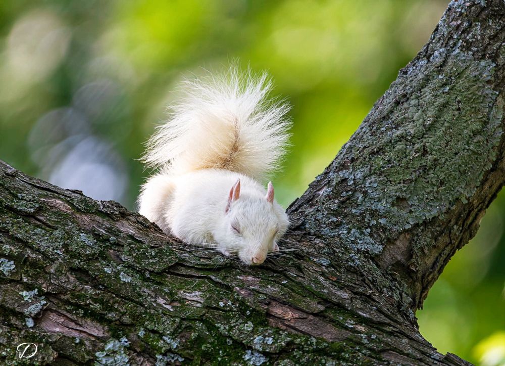 A white squirrel is taking a nap on the large trunk of a tree nestled up to a big branch. Green bokeh can be seen in the background in this enchanted forest that I found.