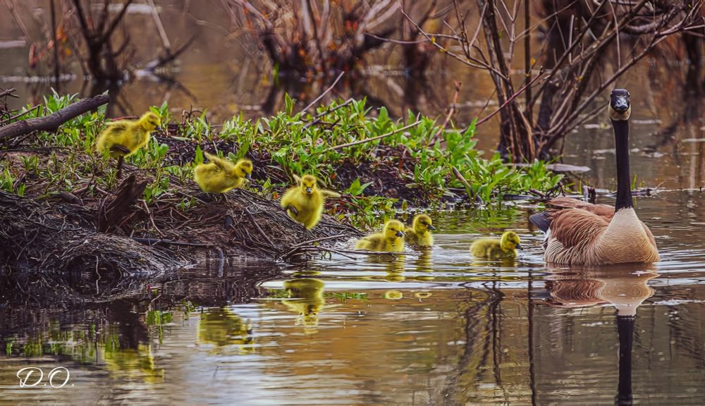 A Canadian goose mother leads the way into the pond with six little yellow goslings following close behind. Their reflections can be seen in the water. Three are still on the bank of the pond working their way down to the water in the cutest way. Happy Mother's Day!