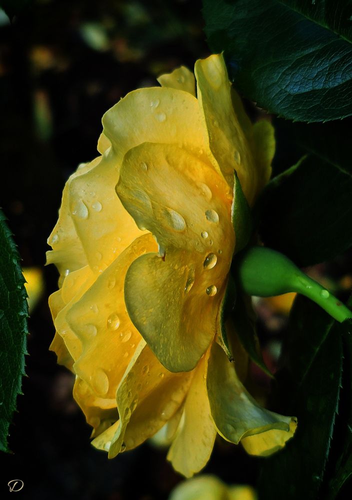 A yellow rose in profile is covered in raindrops. Dark green foliage surrounds the beautiful wide open bloom.