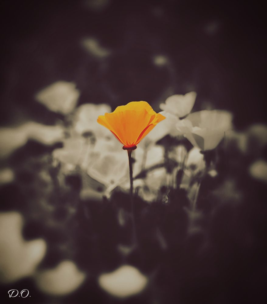 An edited photo of a field of poppies. One single poppy stands above the rest in bright color. The poppy is orange. The other poppies are in black and white. There is an antique look to the photo. The quote, "The future belongs to those who believe in the beauty of their dreams" by Eleanor Roosevelt goes with this 🧡
