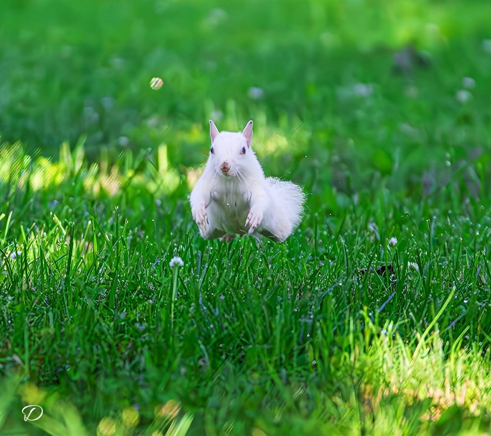 A white squirrel is leaping through a lush green lawn. I now know that this is an albino. Other photos I took of this beautiful creature show it has light blue eyes, which is indicative of being an albino. This was pointed out to me by my photography friends here on Bluesky and I appreciate that so much! Keep looking up!