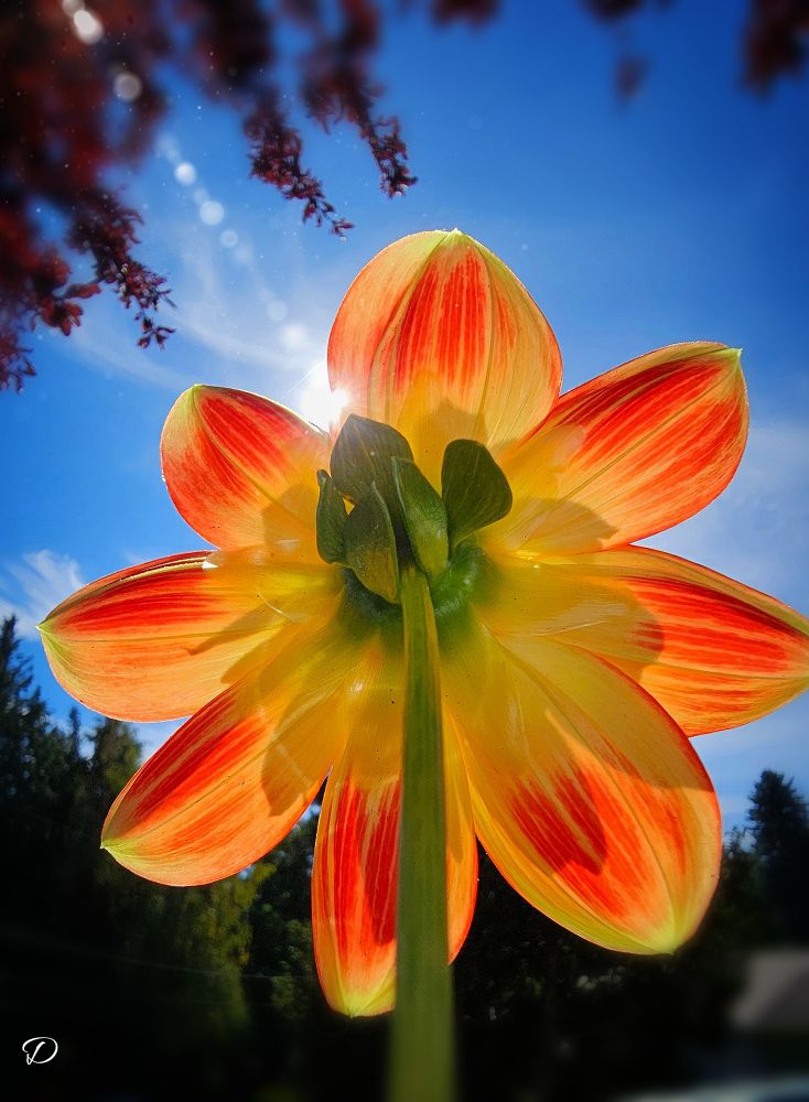 The back side of a dahlia with the sun shining through. They named this variety Pooh because of the colors. Pooh Bear is yellow and he wears a red shirt. This beautiful dahlia is exactly those two colors.
