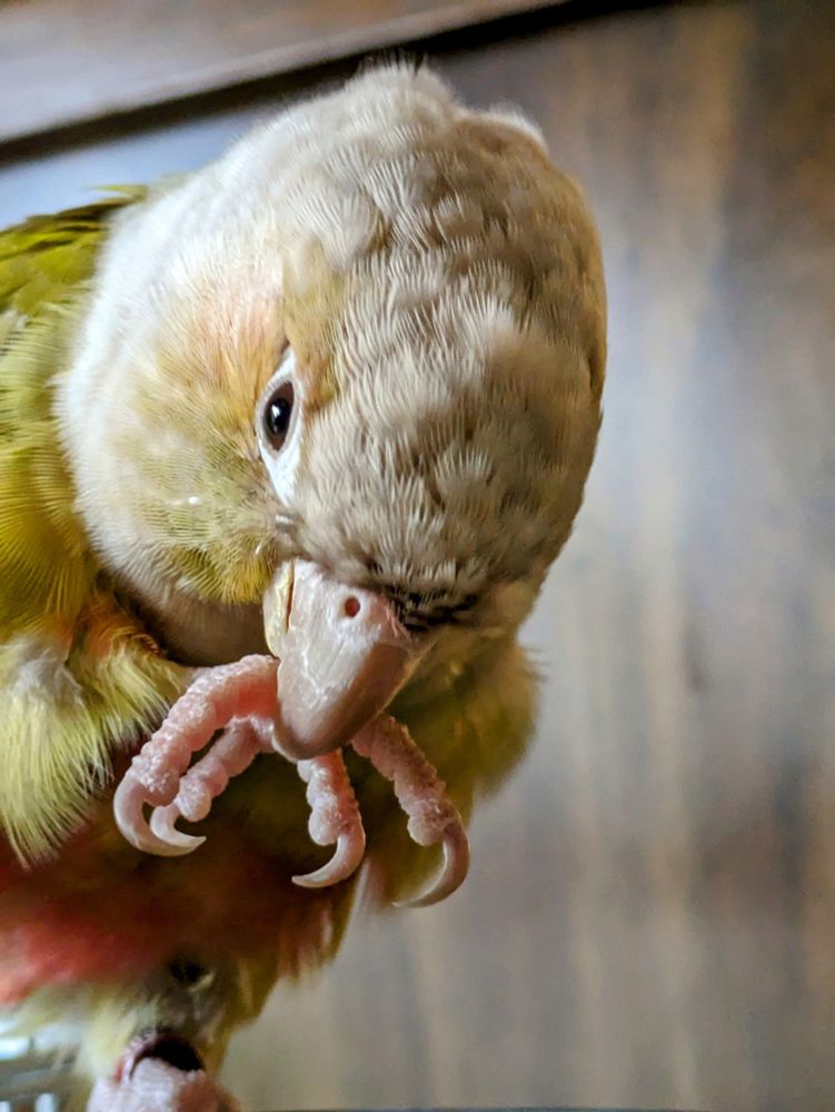 A picture of my green cheeked conure, Talos, cleaning his toes