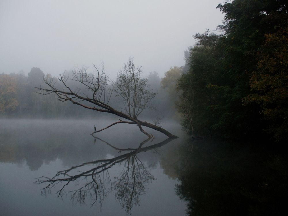 Man seieht aus einen See, der im Hintergrund und rechts mit Bäumen und Sträuchern bewachsen ist. Es liegt Nebel über dem Wasser, das Licht ist fahl. Im Wasser liegt schräg nach links ein Baum, der sich im stillen Wasser spiegelt. Knapp über dem Wasser steht ein Reiher auf einem Ast.