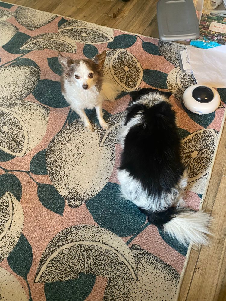 Two small dogs are on a rug. The one on the left is black and brown, looking at the camera attentively. The one on the right is black and white. She is lying down, facing away from the camera, refusing to look at it. 