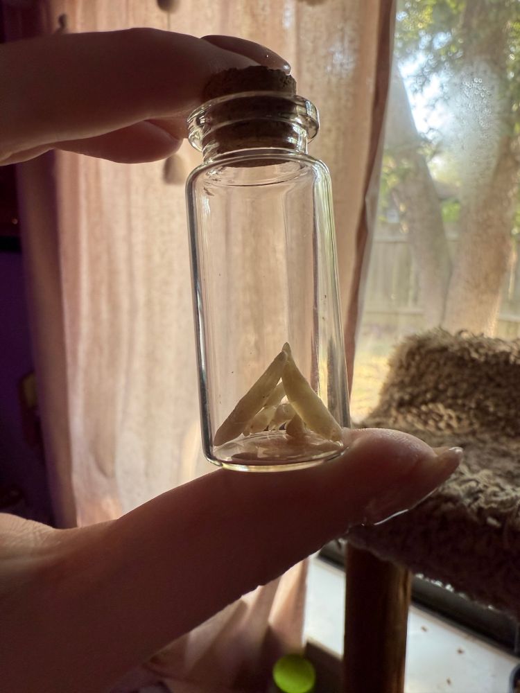 A tiny glass jar with a cork stopper has 8 dog teeth. The canines are very long. The others look like tiny fairy teeth. 