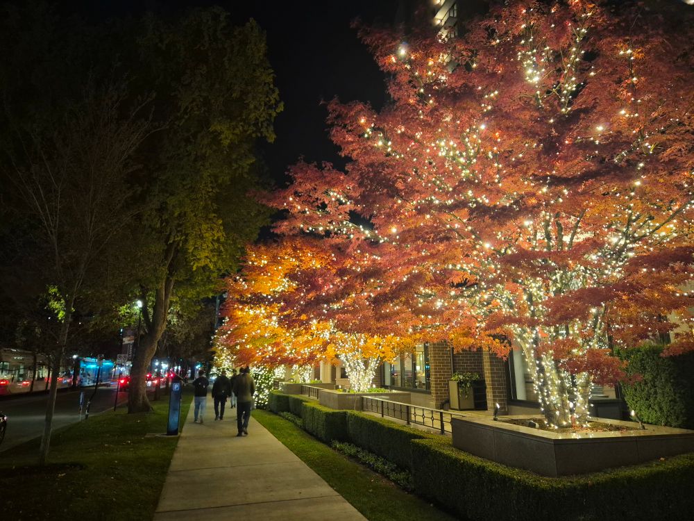 Trees in Salt Lake City decorated with lights.