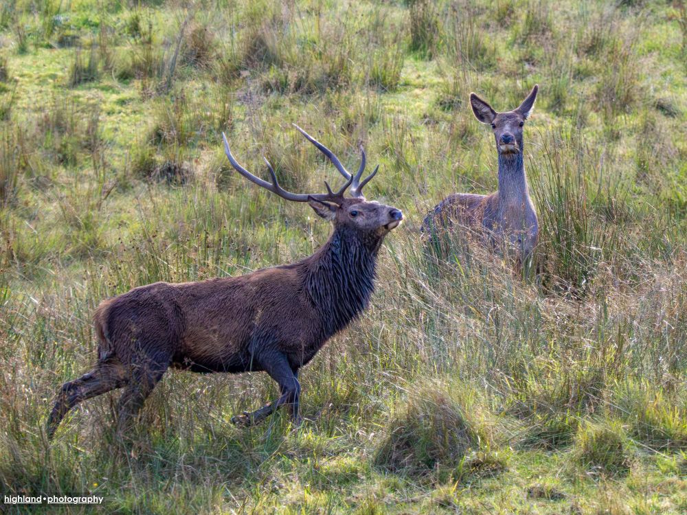 Still trying his luck… Image of a Red Deer stage posing furiously next to a still unimpressed hind.

1/2000 @ f5.6, iso 3200, 720mm eq.