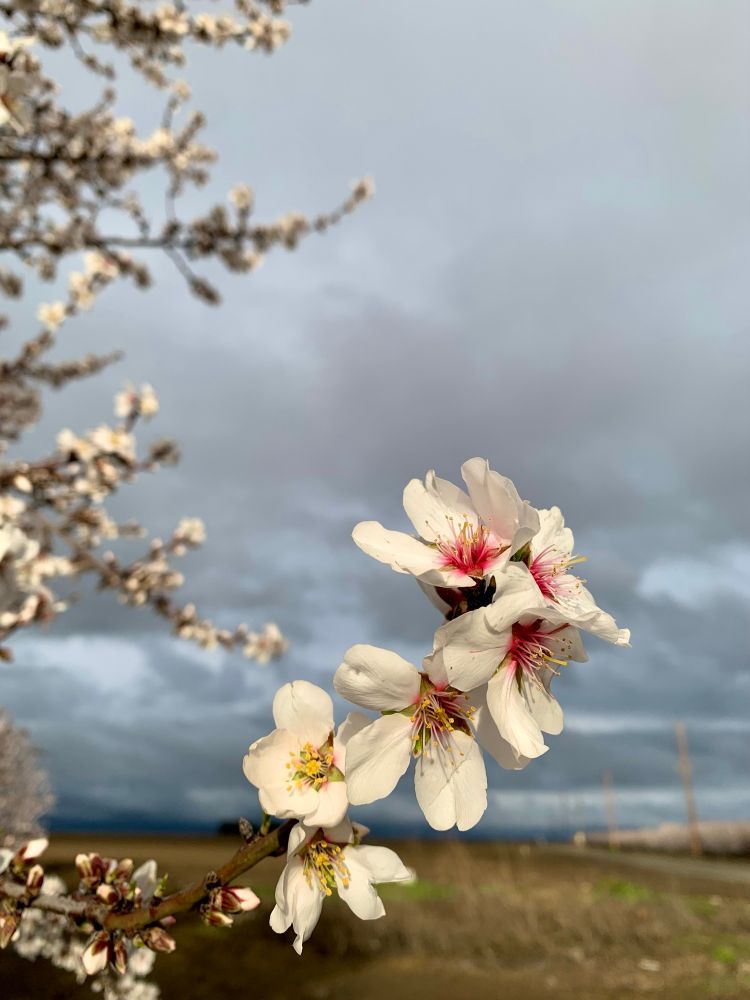Photo of blooming almond trees with white 5-petaled flowers set against a dark cloudy sky in the background and sun-lit fields in the foreground 