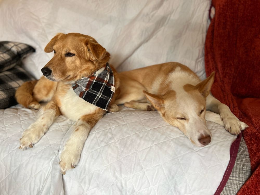 Sleepy dogs on sofa during Thanksgiving