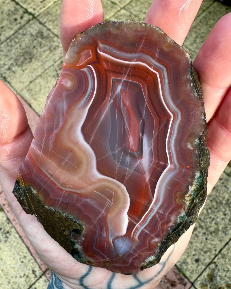 Photo of a hand palm side up holding a large cut piece of Scottish agate from Dunure (unpolished). The agate displays concentric angular banding which resembles the fortification of a castle viewed from above. The bands range in colour from red to orange, white, brown, blue, white, purple and cream. There is significant red colouration due to age oxide impurities and haematite remobilisation. There are fractures running through the agate but most of these are old and have been remineralised. The palm has a tattoo of an ammonite in cross section on it.