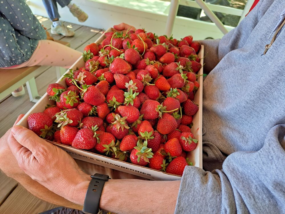 Full flat of strawberries 🍓 