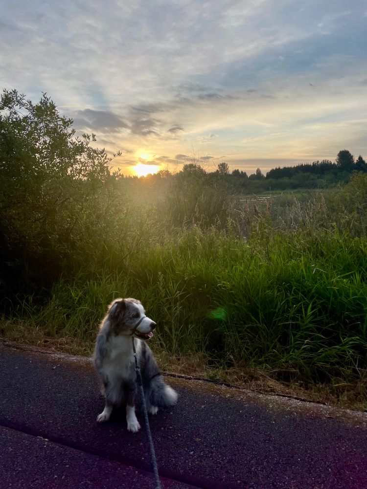 Blue Merle Australian shepherd looking off to the side.  Behind him is a lake surrounded by greenery.   The sun is rising in the back. 