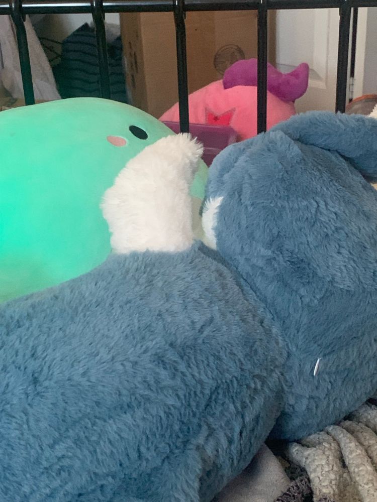 A plushie of a shark cat hybrid and a squishmellow of a whale (or something) are within kissing distance