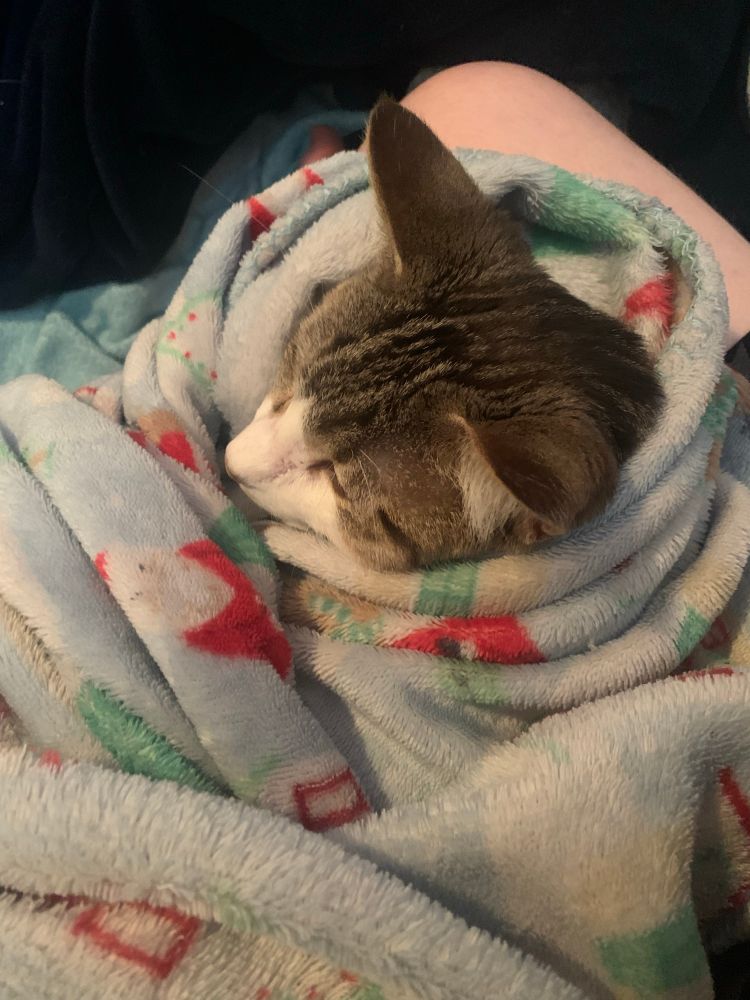 A small cat wrapped in a blanket