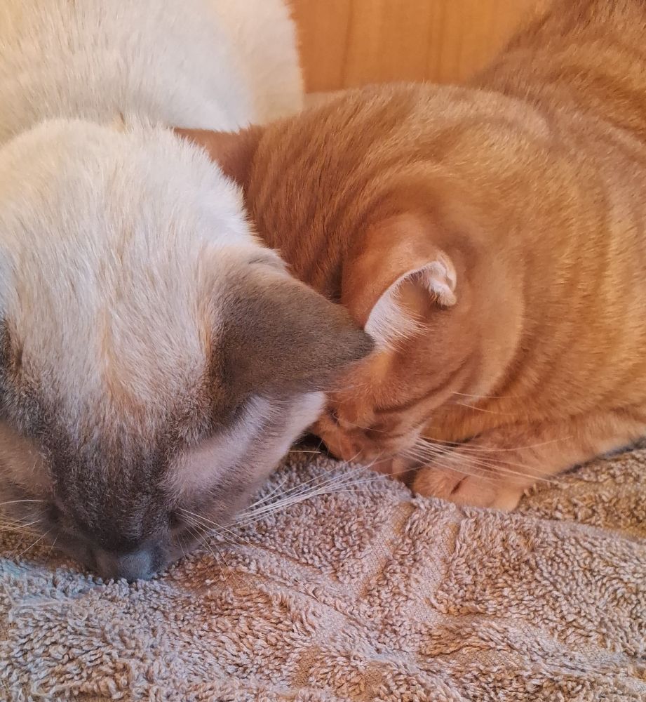 Romeu e Nino (Romeu é o da esquerda e Nino da direita)