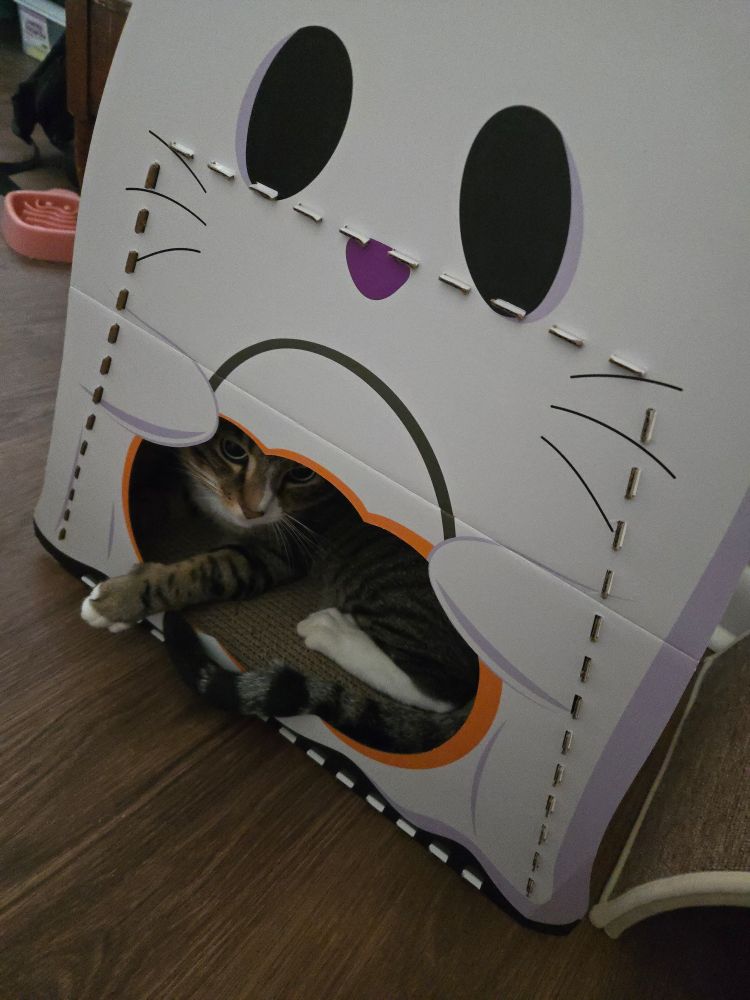 A brown tabby cat lounging in a cardboard cat ghost themed scratching playhouse.