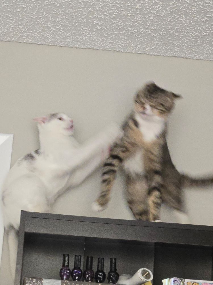 A photo of my cats fighting each other on top of a tall shelf near the ceiling of the room.