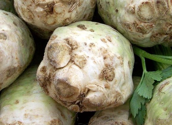 eine Sellerie Knolle