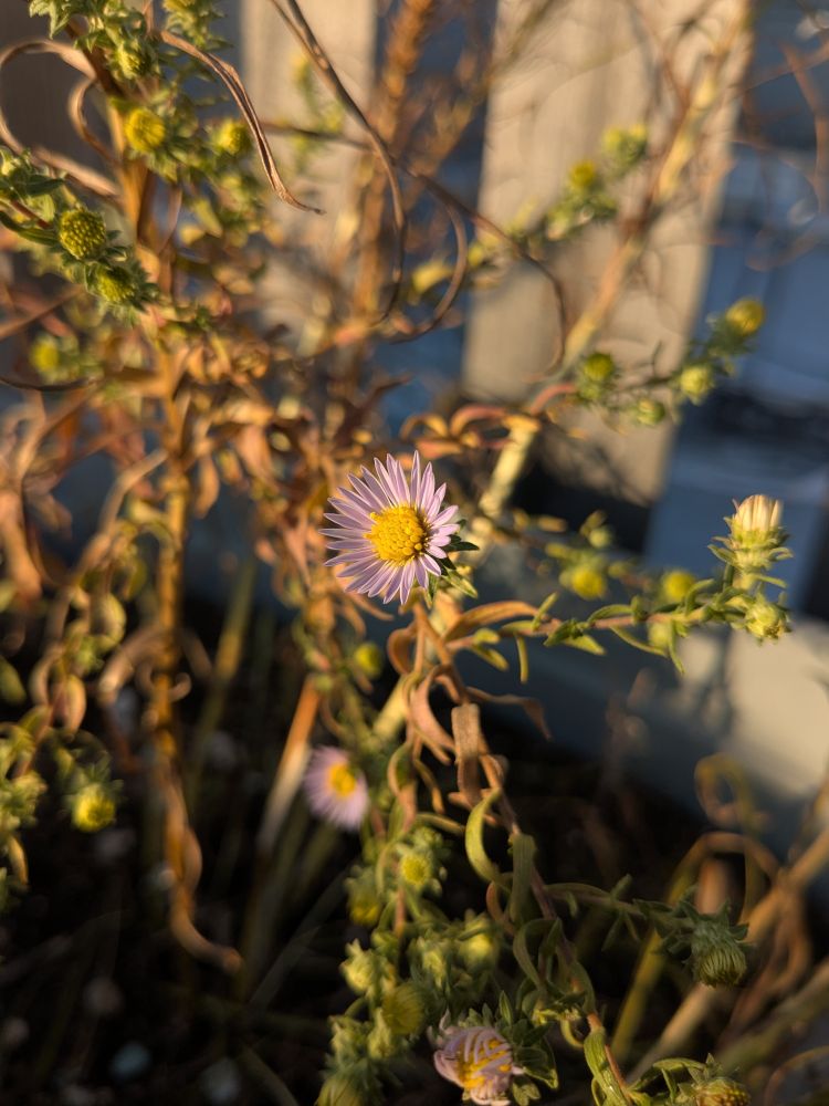Small purple flower with yellow center in golden sunlight