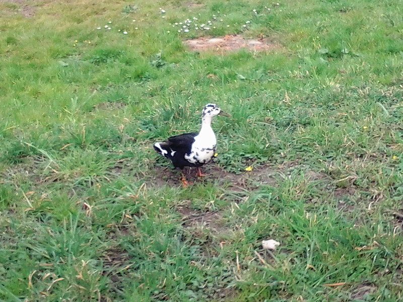 Unbekannter Entenvogel.