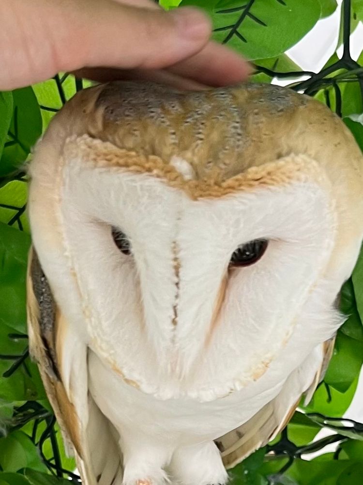 メンフクロウの頭をもちもちとさわっている