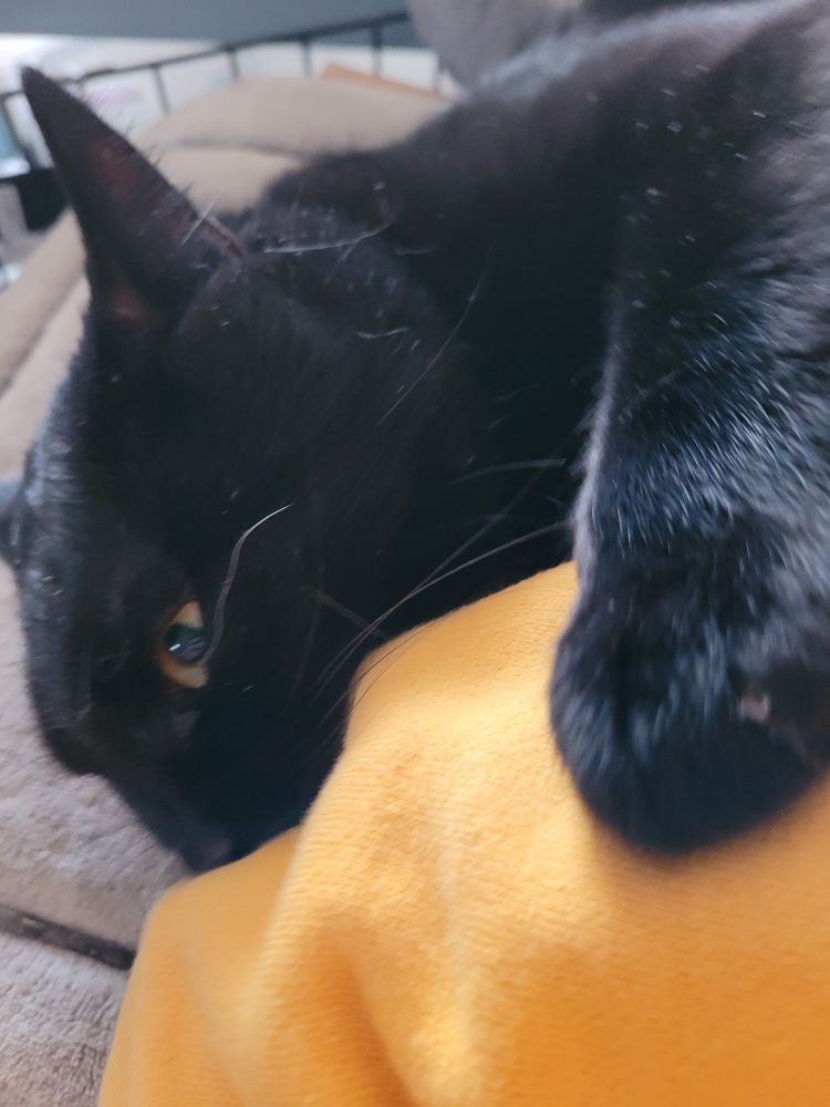 Close up of a black cat biting on a yellow sweater sleeve.